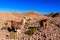 Lama standing in a beautiful South American landscape