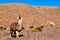 Lama standing in a beautiful South American landscape