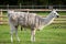 A lama standing in a grassy farm