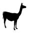 Lama standing vector silhouette illustration isolated on white background. Llama portrait isolated. Wild animal from  America.