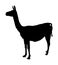 Lama standing vector silhouette illustration isolated on white background. Llama portrait vector silhouette.