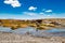 Lama at swamp in sunshine Bolivian desert