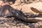 Lama takes a nap and sleeps in shade at zoo in southern california