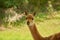 Lama vicugna is grazing in a pasture. Portrait of a vicuna