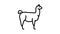 lama wild animal line icon animation
