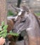 Lama in zoo.