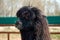 Lama at the zoo eating a carrot. Lama alpaca brown color of the fence.