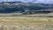 Lamar Valley Bison Herd