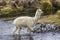 Lamas and alpacas at Sajama National Park.