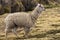 Lamas and alpacas at Sajama National Park.