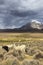 Lamas and alpacas at Sajama National Park.