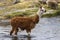 Lamas and alpacas at Sajama National Park.