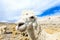 Lamas in Andes,Mountains,