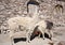 Lamas in a desert, Salar de Uyuni, Bolivia