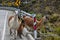 Lamas Family in El Cajas National Park, Ecuador