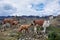 Lamas Family in El Cajas National Park, Ecuador