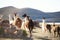 Lamas on the farm in Altiplano plateau, Bolivia