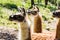 Lamas in French forest near to Mont Ventoux