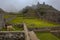 Lamas grazing in Machu Picchu ancient town