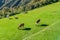 Lamas grazing at Machu Picchu ruins