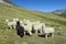 Lamas on green mountain meadow