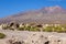 Lamas herd in Bolivia