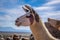 Lamas herd in Bolivia