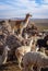 Lamas herd in Bolivia