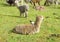 Lamas herd on green grass