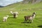 Lamas herd on green grass