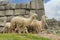 Lamas in inca ruins