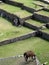 Lamas at Machu Picchu