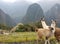Lamas at the Machu Picchu Inca citadel in Peru