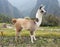 Lamas at the Machu Picchu Inca citadel in Peru