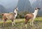 Lamas at the Machu Picchu Inca citadel in Peru