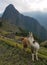 Lamas at the Machu Picchu Inca citadel in Peru