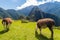 Lamas at Machu Picchu ruins