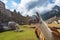 Lamas at Machu Picchu, UNESCO World Heritage Site in Peru