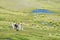 Lamas on mountain green meadow near lake