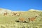 Lamas on mountain meadow