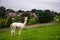 Lamas in a Rural Scene