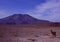 Lamas in the saltlake desert of Bolivia