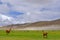 Lamas and sheeps on beautiful altiplano landscape, Uyuni, Bolivia