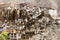 Lamayuru gompa - buddhist monastery in Indus valley