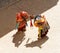 Lamayuru. Monks in masks perform buddhist sacred cham dance