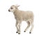 Lamb (8 weeks old)