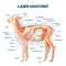 Lamb anatomy vector illustration. Labeled educational inner organ structure