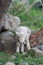 A lamb attempts to climb over rocks on a New England farm