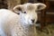 Lamb in the Barn