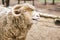 Lamb bull calling mates in the farm